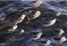 鱼性之鱼上浮的原因和解决方法