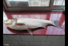 四大家鱼的习性介绍