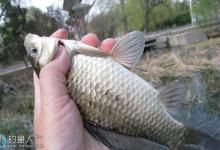 好鱼情却突然遭遇停口的原因分析