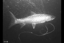 什么是军鱼？军鱼的习性及钓法介绍