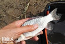 老钓友经验：降温天前好钓鱼，时机抓取很关键