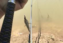 钓鱼人一定要知道的淡水鱼的6个习性