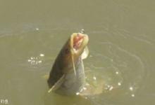 老钓鱼人回答鱼星的4方面问题