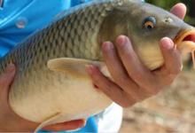 浅说钓鱼和用饵六：鲤鱼四时味型分析