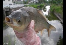 冬季钓鱼，要根据不同的天气判断钓深还是钓浅