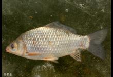 4大淡水鱼的四季食性口诀