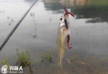 三伏闷热天气钓鱼的用饵技巧及钓法