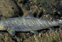 垂钓中鱼口突然停下的11种原因