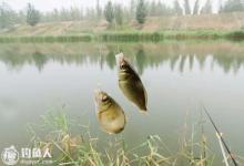 鱼儿咬钩的相对规律和特殊差异