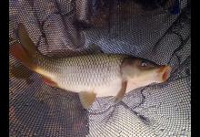 浅说钓鱼和用饵五：简说鲤鱼寻星和钓时选择