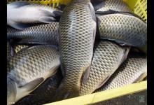 知鱼性用饵，事半功倍