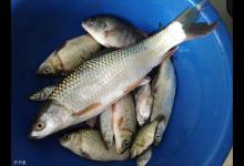 钓不到鱼？来看看南方冬季钓鱼的9个鱼类进食温度表！