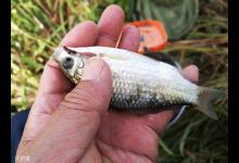 充分了解截口鱼，轻松应对截口情况