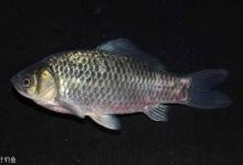 常钓的鲫鱼有多少品种，你钓到过几种了？