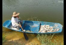鱼塘池水酸碱度对鱼类的影响