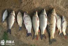 钓鲤鱼的子线长度选用技巧