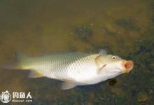 钓鱼常见鱼钩形状与刺鱼速度的影响