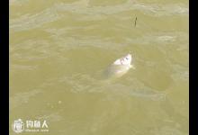 子线的钩饵状态与钓组灵敏度的探讨