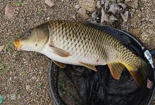 钓鲤鱼选什么样的鱼竿最好？