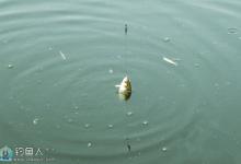 钓鲫鱼线组的主线与子线搭配技巧