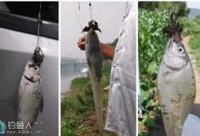 海竿盘钩钓鱼技巧及线组详解