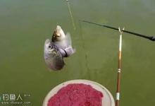 大师解答深秋钓鲫鱼的选漂调钓问题