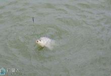 竞技池打浮钓鲫鱼的选漂要点