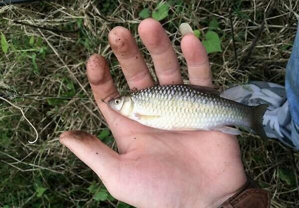 野钓麦穗鱼,怎样才能狂抽?