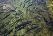 野钓是抽窝好还是晾窝好？不必争高低，对应鱼情才是最佳