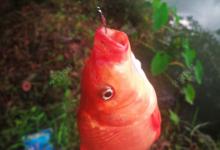 提灯与引钩的区别，星漂逗钓