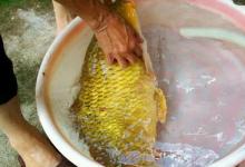 钓鱼人都喜欢野钓，那什么样的鱼才算野生鱼呢