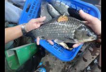 野钓还是塘钓？钓鱼人做个选择，各有各的好