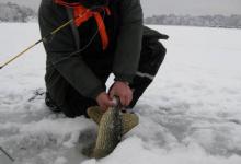 冰钓要学会去找鱼，那么如何找鱼呢