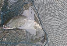 外出野钓，选好了目标鱼就要从一而终，坚守到底