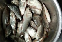 冬季手竿桥钓，用红虫野钓35条鲫鱼