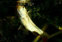 野钓2小时空军收场，整理好钓具后发现鱼躲在水草间玩耍