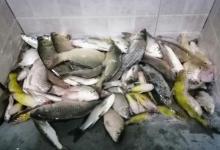 野外钓鱼，野果挂钩浮钓教学