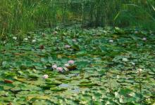 有浮萍水草的地方怎么作钓？