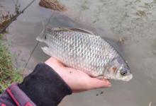 冬天野河钓鱼，钓位和用饵实例教学