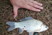 天气变冷之后，户外野钓大板鲫时需要牢记的一些钓法技巧