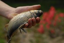 几个看似简单的野钓技巧，技术含量还是很高