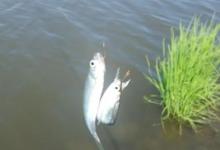 野钓2招，有效减少小鱼闹窝，帮你小鱼群中钓大鱼