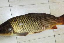 浅谈：新手钓友为何钓到大鱼的几率比老钓友高