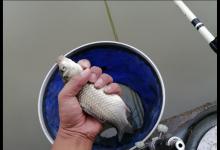 野钓为什么70%钓友目标鱼是鲫鱼？不是因为好钓