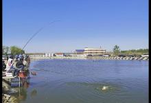 垂钓时，轻口鱼不再难钓