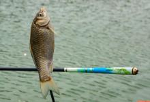 台钓竿该如何选择？看完少走弯路