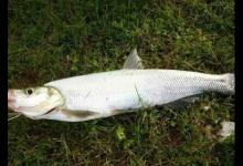 夏季手竿钓翘嘴，试试这四个技巧