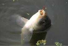 为何野钓深水，发窝总是很慢，是深水无鱼还是窝料不够