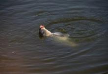 野钓大鱼，什么情况下需要守钓