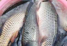 这几个野钓技巧能有效提升渔获！用好了爆护不难